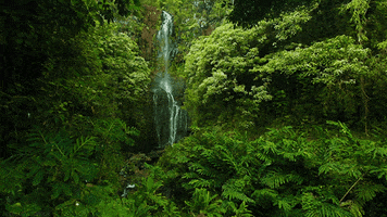 rain forest beauty GIF by Jerology