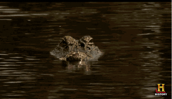 new, history, episode, waiting, alligator, swamp people, gator Gif For Fun  – Businesses in USA