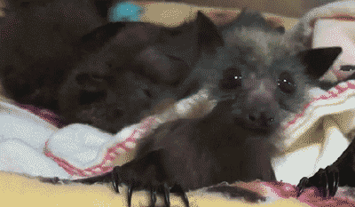 Bat GIFs - Get the best GIF on GIPHY
