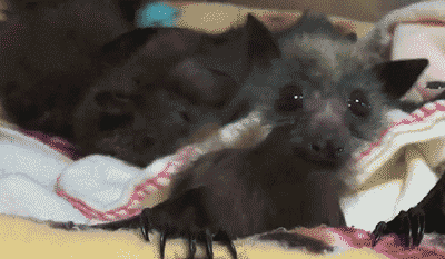 giphy.gif?cid=4d1e4f29bf90636769f8830778530bb401113ec70cfafc76&rid=giphy.gif
