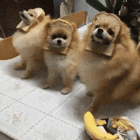 Cute-zookiz-love GIFs - Get the best GIF on GIPHY