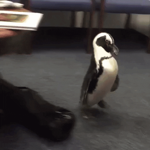 Pinguin GIF by The Videobook - Find & Share on GIPHY