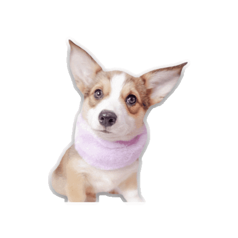 Sundaethecorgi Sticker by Bellucci Manila