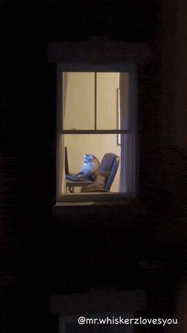 Angry Cat GIF