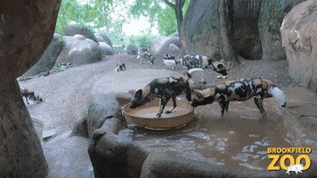 Confused Fun GIF by Brookfield Zoo