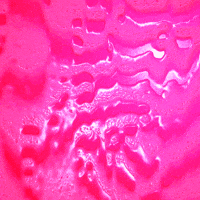 pink GIF by Adam Ferriss pink GIF by Adam Ferriss