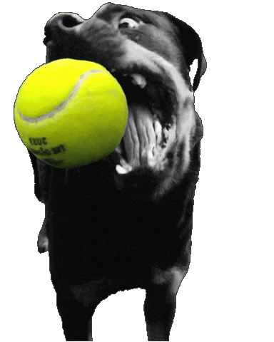 Dog Sticker
