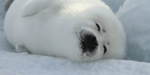 Seal GIF - Find & Share on GIPHY