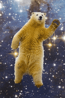 bear dancing GIF