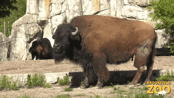 Bison Chilling GIF by Brookfield Zoo