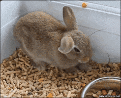 Tired Rabbit GIF
