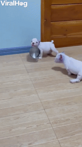 Dogs Puppies GIF by ViralHog