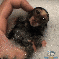 Monkey Bath Gifs Get The Best Gif On Giphy