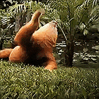 sloth falling GIF