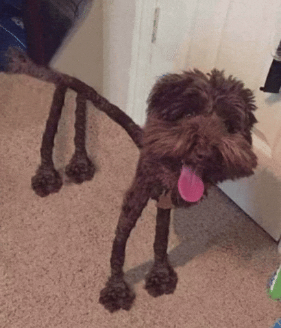 Creepy Dog GIF