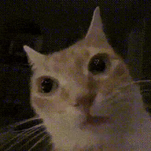 Cat Juh GIF