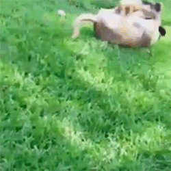 Dog Rolls Rolling GIF by HuffPost - Find & Share on GIPHY