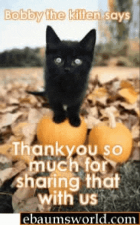 Kitten Autumn GIF