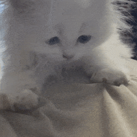 Cats Kneading GIF