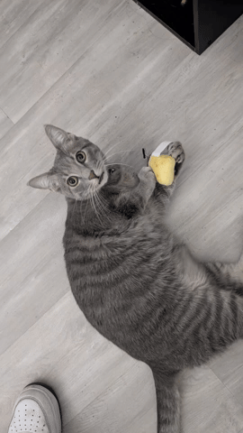Test GIF