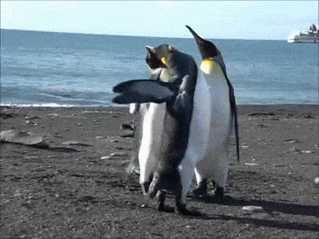 Image result for clumsy penguin gif