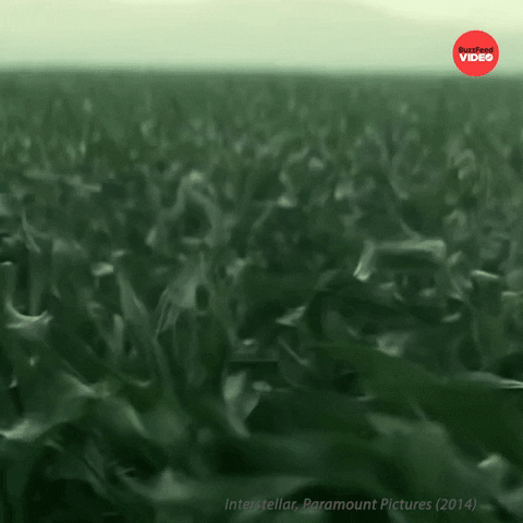 Christopher Nolan Field GIF by BuzzFeed