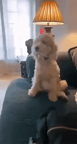 Dog Lol GIF - Find & Share on GIPHY