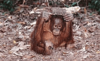 mania orangutans GIF