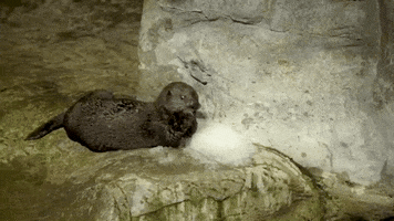 Otter Debut GIF by Storyful