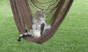 Cat Relaxing GIF
