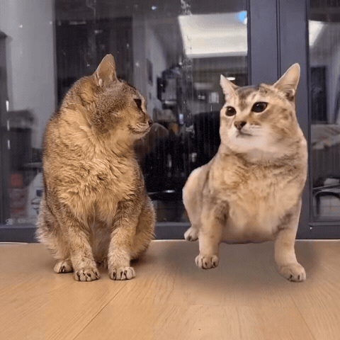 Mei Mei Cat GIF