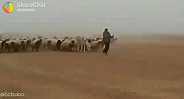 Band Leader GIF - Find & Share on GIPHY