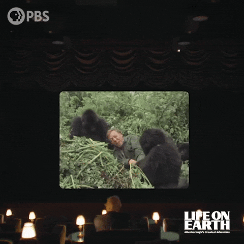 David Attenborough GIF by PBS