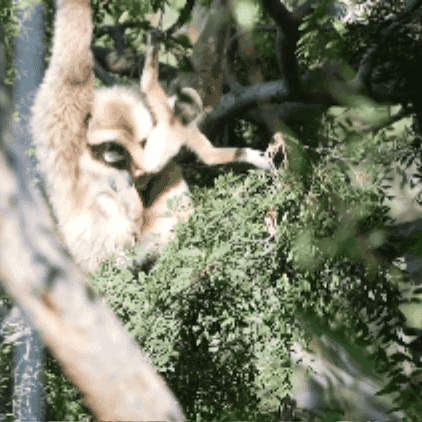 Baby Climbing GIF by Oakland Zoo