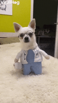 Funny Dog GIF - Funny Dog Costume - Discover & Share GIFs