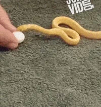 snake egg GIF