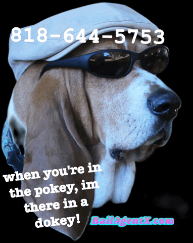 818-644-5753 GIF