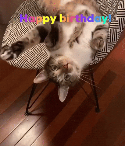 Cat GIF