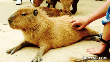 GIF uploaded by Gonzalo