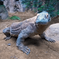 Komodo-dragon GIFs - Get the best GIF on GIPHY