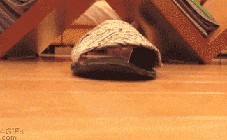 Cat Shoe GIF