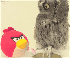 What Are You Looking At Owl GIF