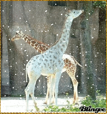 giraffe