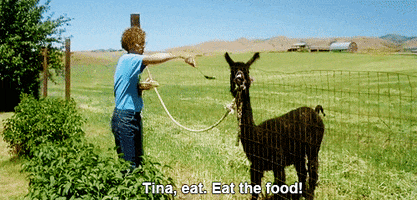 llama napoleon dynamite jon heder eat your food tina tina the llama