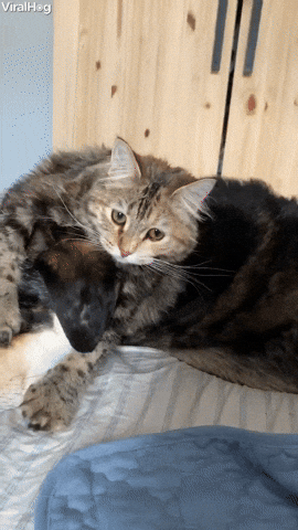 Video gif. Cat rests on top of a sleeping dog’s head on a bed. The dog suddenly wakes up and raises its head to look at us, not realizing it’s pushed the cat off, who falls and rolls off the bed.