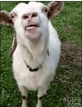 goat kiss GIF