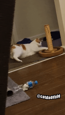 Cat Toy Playtime GIF by STAGEWOLF
