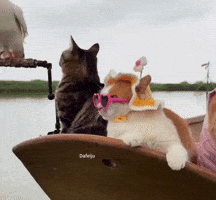 Suprised Sunglasses Off GIF