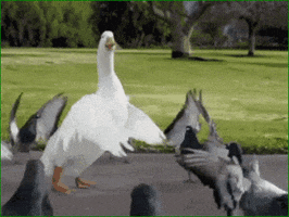 Video gif. A large white duck does the running man dance while a group of grey pigeons wave their wings up around him, cheering him on.