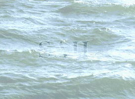 Sea Meta GIF